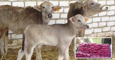 توقيع بروتوكول بين 3 وزارات لتوفير رؤوس ماشية لصغار المربين ضمن "حياة كريمة"