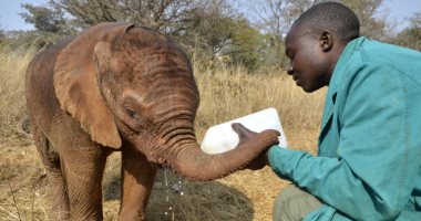 ناميبيا تبيع 57 فيلا من أصل 170 فى مزاد بسبب الجفاف.. صور