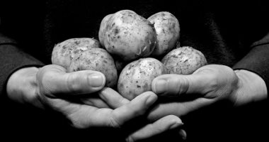 اكتشاف البطاطس.. قصة النبات اللاتينى الذى أصبح الأهم فى العالم