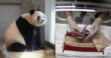 ولادة أول صغير باندا بالتلقيح الصناعى بحديقة حيوان فى سنغافورة.. صور