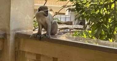 صورة التحفظ على مالك القردين الهاربين بحدائق الأهرام في الجيزة