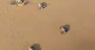 انتشار صغار سلاحف على أحد الشواطئ فى إيطاليا.. فيديو