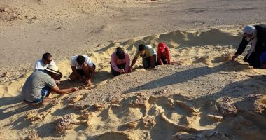 البيئة تنظم تدريبا لإعداد كوادر شابة فى مجال اكتشاف وصيانة الحفريات
