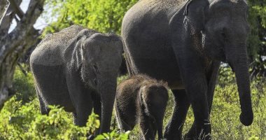 شاور ساعتين ونص و4 ساعات عمل يوميا..إجراءات فى سريلانكا لحماية الفيلة