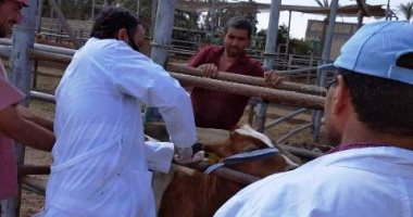 تحصين 175 ألف رأس ماشية ضد الحمى القلاعية والوادى المتصدع بالشرقية