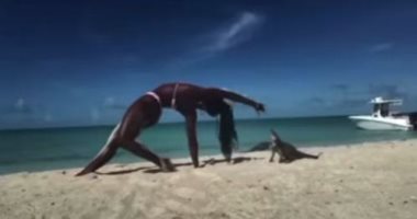 سحلية "أجوانا" تعض مدربة يوجا خلال ممارستها الرياضة على شاطئ الباهاما.. صور