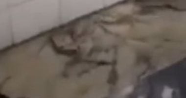 ثعبان يتجول داخل مستشفى فى العراق والزوار يحاولون قتله بالأحذية.. فيديو