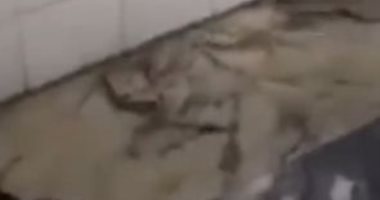 ثعبان يتجول داخل مستشفى فى العراق والزوار يحاولون قتله بالأحذية.. فيديو