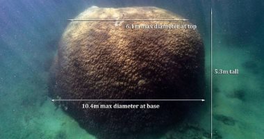 ارتفاعه 5.3 متر.. العثور على أكبر مرجان فى العالم .. فيديو وصور