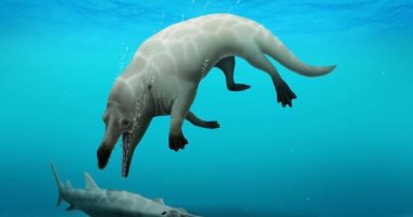 أستاذ حفريات لـ"من مصر": أضفنا لعالم الحيوان كائنا جديدا يسمى "الحوت البرمائى"