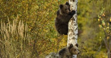 بالبصمة الوراثية.. رصد 11 مليون يورو لحصر الدببة فى جبال رومانيا "ألبوم صور"