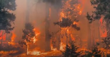 حرائق الغابات فى روسيا تغطى 79 ألفا و400 هكتار