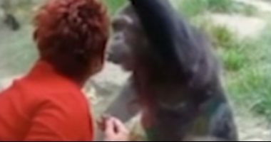 القرود غيرانة.. حديقة حيوان تمنع سيدة من زيارة شمبانزى بسبب علاقتهما (فيديو)