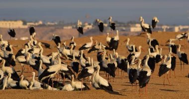 البيئة ترصد أول أسراب الطيور المهاجرة من طائر اللقلق الأبيض بجنوب سيناء.. صور
