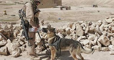 الاندبندت: لم يبادلوها الوفاء.. جنود أمريكيون يتركون كلابهم بأفغانستان