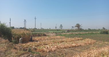 زراعة بورسعيد: وصول المساحات المنزرعة بالأعلاف إلى 1019 فدانا