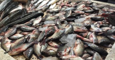 أسعار الأسماك بسوق العبور اليوم.. البلطي المزارع يتراوح بين 22-24 جنيها للكيلو 