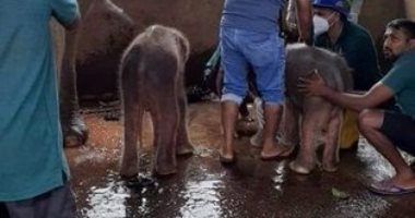 فيلة تضع توأمًا من الذكور فى سريلانكا لأول مرة منذ 80 عامًا.. صور