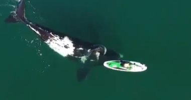 حوت يدفع قاربا صغيرا فى مشهد لطيف خلال موسم هجرة الحيتان بالأرجنتين.. فيديو
