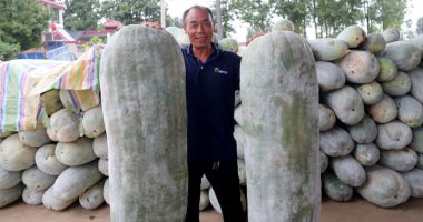 مزارع صيني ينتج بطيخ عملاق بوزن 90 كيلوجرام وطول 1.45 متر.. صور