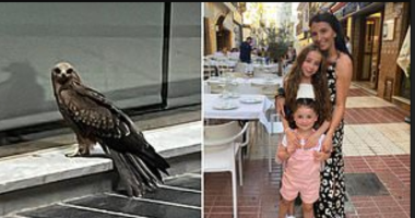إجازة غريبة.. نسر يهاجم فتاه صغيرة فى إسبانيا أثناء تناول العشاء مع أسرتها "صور"