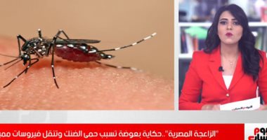 "الناموسة المصرية المميتة" تنقل الفيروسات وتسبب الإصابة بحمى الضنك.. فيديو