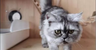 آخر جدعنة.. قطة تنقذ صاحبها من السرقة تحت تهديد السلاح بأمريكا (فيديو)