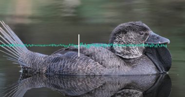 دراسة تكشف عن قدرة أحد أنواع البط على تقليد أصوات البشر فى أستراليا.. فيديو
