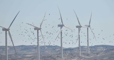 أكبر محطة توليد كهرباء من الرياح بجبل الزيت تحمى الطيور المهاجرة.. اعرف التفاصيل