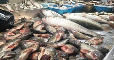 ضبط 2.78 طن "أسماك مجمدة" مجهولة المصدر وغير صالحة بكفر الشيخ