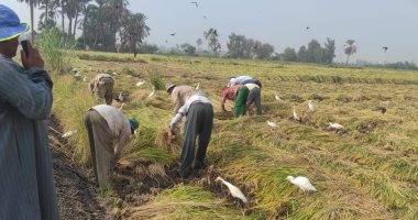 وكيل زراعة الشرقية: انطلاق موسم حصاد محصول الأرز بحقول المحافظة.. صور
