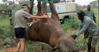تجربة نقل وحيد القرن بالمقلوب تفوز بجائزة "نوبل الساخرة".. صور
