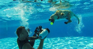 مغامرات الكلاب تحت الماء.. مهارات مصور أمريكى محترف لرصد سلوك الحيوانات أثناء الغطس