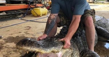 صياد أمريكي يعثر على معدات تعود إلى آلاف السنين داخل تمساح عملاق.. صور