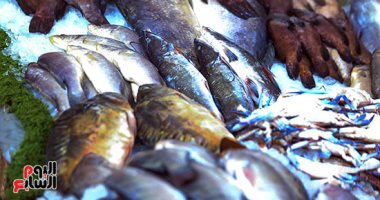 استقرار أسعار الاسماك في سوق العبور.. تعرف عليها 