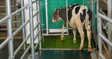 تدريب الأبقار على استخدام دورات المياه في نيوزيلاندا.. اعرف السبب .. فيديو