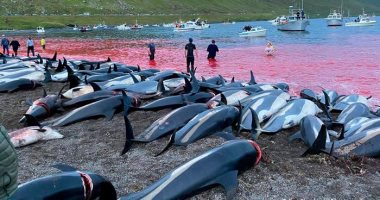 ذبح 1400 من الدلافين في مهرجان "جريندادراب"  بالدنمارك .. فيديو