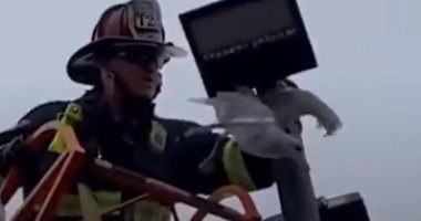 رجل إطفاء ينقذ طائر نورس علق بعامود إنارة لعدة ساعات في كاليفورنيا.. فيديو