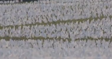 650 ألف علم أبيض قرب النصب التذكارى بواشنطن تكريما لضحايا كورونا.. فيديو