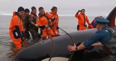 إنقاذ رضيع حوت أوركا القاتل من الموت باستخدام الحبال على شواطئ روسيا.. فيديو