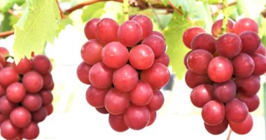 دراسة حديثة: العنب أفضل فاكهة من أجل صحة الأمعاء