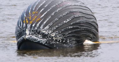 انجراف حوت أحدب نافق طوله أكثر من 12 مترا إلى شواطئ نيويورك.. فيديو وصور