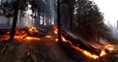 حاكم كاليفورنيا يعلن حالة الطوارئ مع انتشار حرائق الغابات بالولاية