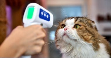 دراسة: التعامل المباشر مع القطط قد يزيد خطر الإصابة بمرض الذهان