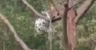 عامل شغب.. قرد يخطف جروا صغيرا أعلى شجرة لمدة 3 أيام فى ماليزيا.. فيديو وصور