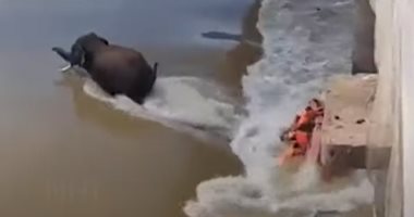 مصرع صحفى وفقدان مسعف خلال محاولة إنقاذ فيل عالق فى نهر بالهند.. فيديو وصور