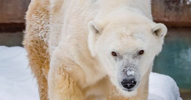 حديقة حيوان تعدم أكبر دب قطبى فى أمريكا الشمالية بسبب سوء حالته الصحية