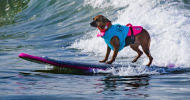 عمرها 12عامًا.. منافسة قوية بين الكلاب فى مسابقة أمريكية لركوب الأمواج..صور