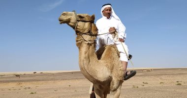 شرم الشيخ تستعد لانطلاقة موسم سباقات الهجن الجديد بمشاركة 1500 هجان الشهر المقبل 