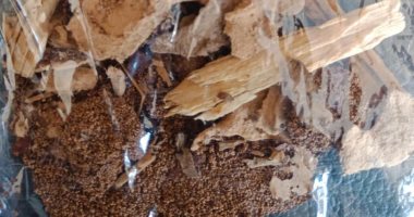 الزراعة تعلن اكتشاف بؤر جديدة للنمل الأبيض شرق الإسكندرية